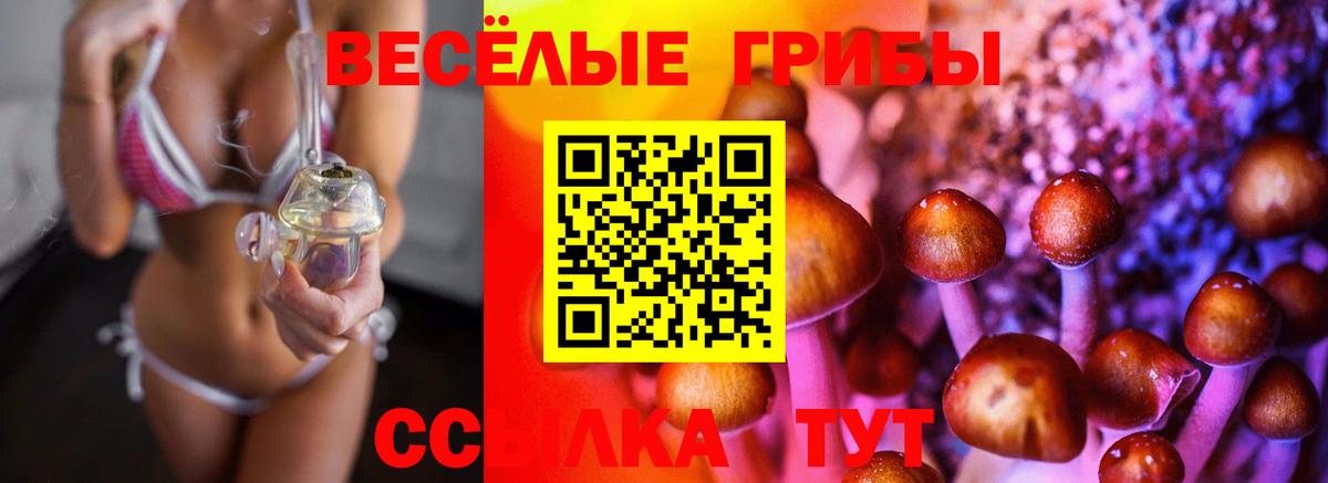 Галлюциногенные грибы Psilocybe Дивногорск